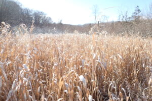 アシの上にも雪がふんわりかぶっている