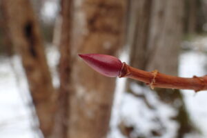 ツルアジサイの冬芽