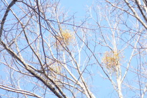 アカミノヤドリギ