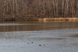 池で餌を採るキンクロハジロ