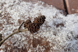 ケヤマハンノキの果実