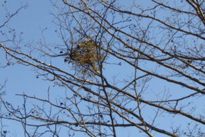 ケヤマハンノキとヤドリギ