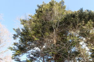 小鳥の集まっていた針葉樹