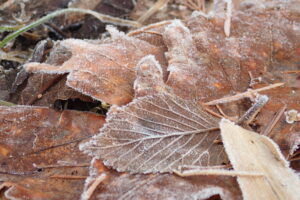 落ち葉に降りた霜