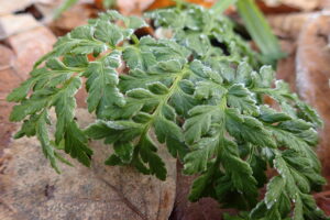 フユノハナワラビに付いた霜