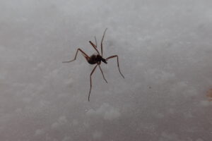 クモガタガガンボ