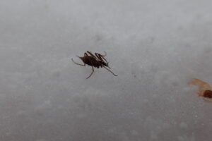 クモガタガガンボ