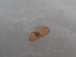 シラカンバの堅果