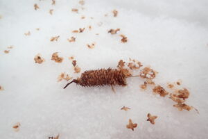 シラカンバの果穂