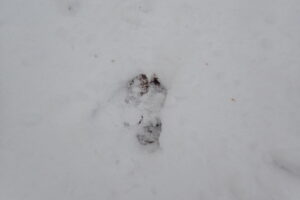 エゾシカの足跡