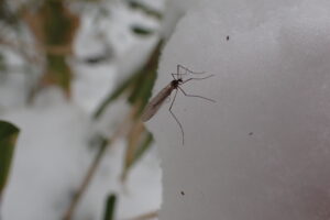 ユスリカの仲間