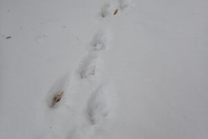 エゾリスの足跡