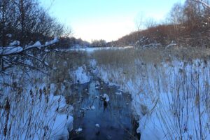 アシの生える湿原の中の川
