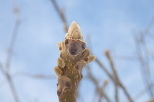 オニグルミの冬芽