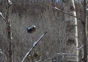 雪の積もったヤドリギ