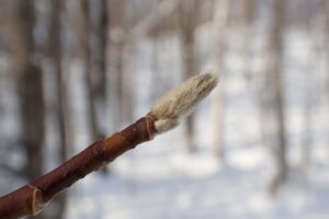 キタコブシの冬芽
