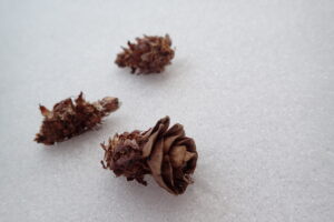 かじり取られた跡のあるカラマツの球果