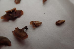 トドマツの種子と種鱗