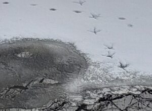 ダイサギの足跡