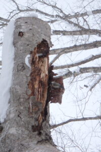 伐木の樹皮の下にゴジュウカラ