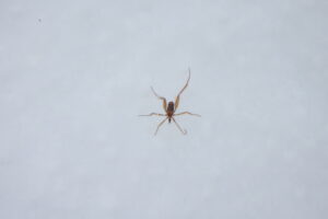 クモガタガガンボの一種