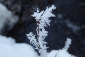 木の枝に付いた樹霜