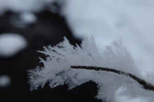 木の枝に付いた樹霜