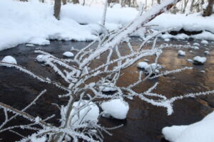 木の枝に付いた樹霜