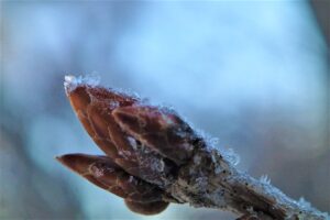 ミズナラの冬芽に付いた樹霜