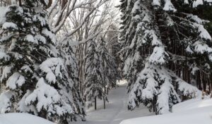 雪に埋もれた林間の園路