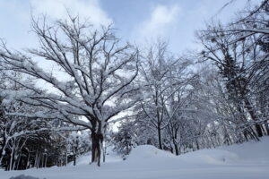 木の枝にも雪が積もっている