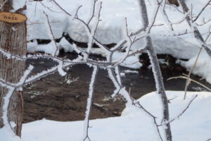 木の枝に氷の結晶が付いている