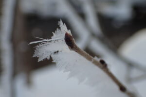 ハルニレの冬芽に付いた氷の結晶