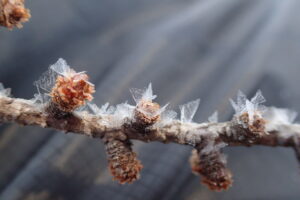 カラマツの冬芽に付いた樹霜