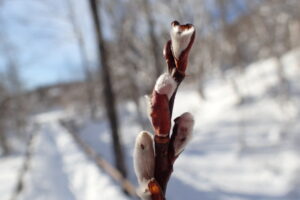 オノエヤナギの冬芽
