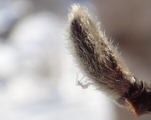 キタコブシの葉の冬芽