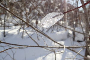 木の枝の先に付いた氷の塊