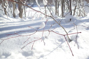 枝の先の雪の玉が付いている