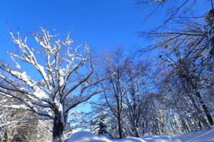 枝にも雪が積もった管理事務所の裏の樹