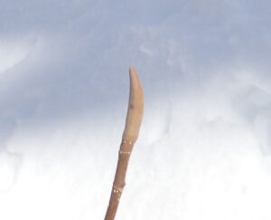 ホオノキの冬芽