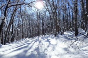 木の影が長く伸びている森の中