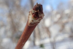 ノリウツギの冬芽
