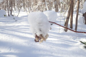 ノリウツギの装飾花