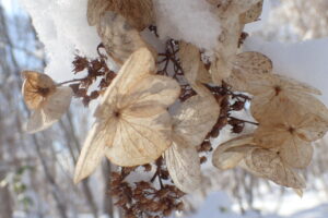 ドライフラワーになったノリウツギの装飾花