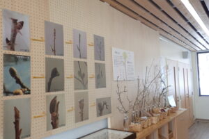 冬芽の展示