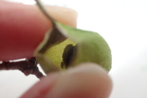 ウスタビガの繭