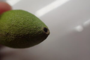 ウスタビガの繭