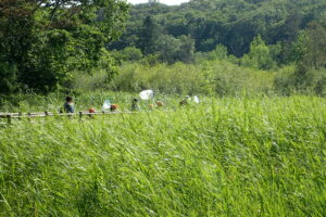 ヤンマ団の隊員が湿地でトンボを採っている