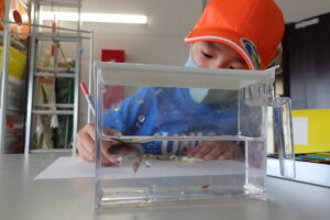 採集した生きもののスケッチをするさかな組のこども