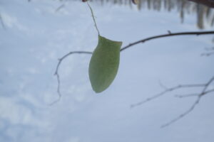 ウスタビガの繭